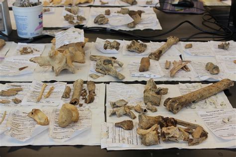 Natural Trap Cave Fossils To Be Archived At The University Of Wyoming
