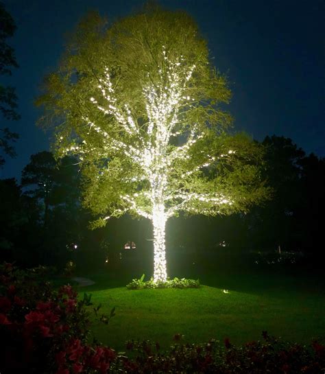 Aesthetic Garden Tree Lights Decoration Collection Youtube