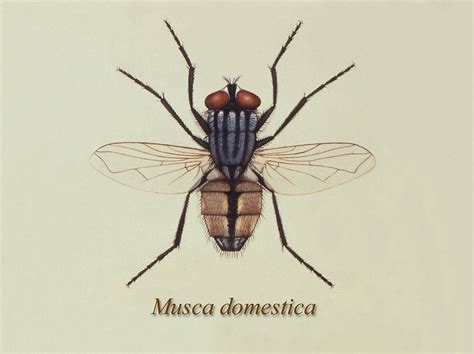 70 Awesome What Is Musca Domestica Forsyth