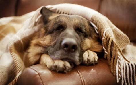 Wallpaper Nose German Shepherd Nap Sleep Puppy Vertebrate Close