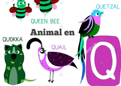 Animal En Q Animal Commençant Par Q Informations