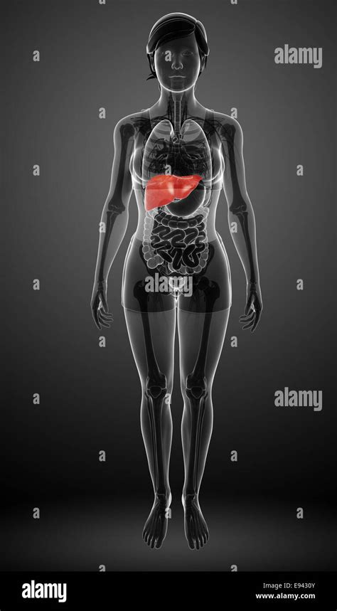 Illustration Of Female Liver Anatomy Stock Photo Alamy