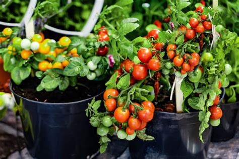 5 Tips For Growing Tomatoes In Containers