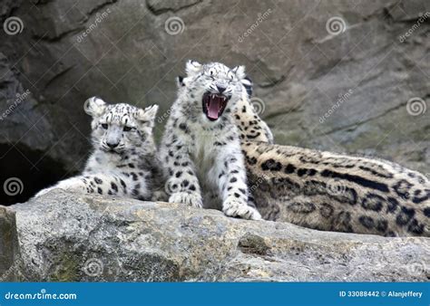 Snow Leopard Cubs Sitting with Mother Stock Photo - Image of panthera