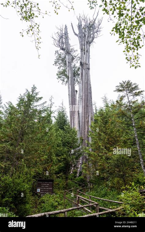 Big Cedar Tree Kalaloch In Olympic National Park Usa Stock Photo Alamy