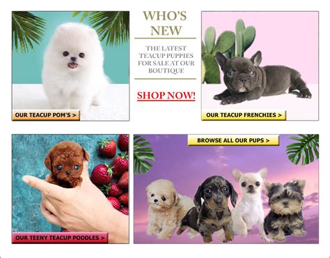 My teacup puppies strives in bringing home to you the most exclusive and tiniest size micro teacup puppies with stellar health and for each one of them, their own amazing personality. Rare Micro Teacup Puppies for sale near me - Posh Pocket Pups