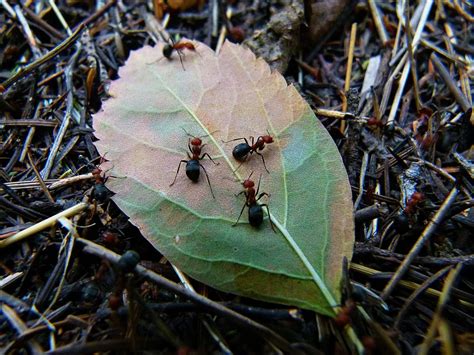 How Are All These Ants Getting In My House