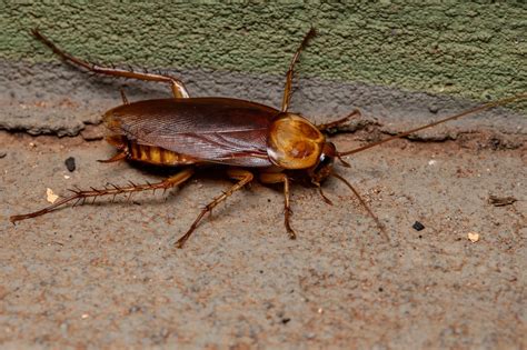 How To Get Rid Of Outdoor Roaches Pests In The Home