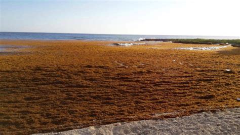 Why Is There So Much Sargasso Seaweed Everywhere Casa De Campo Living
