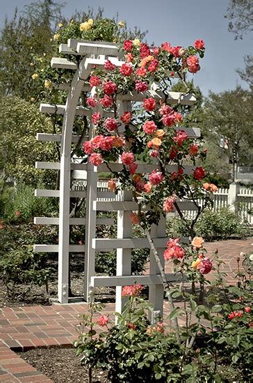 Diy Free Standing Climbing Rose Trellis Miaanay Vos