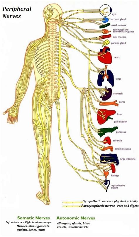 Schematic Diagram Of The Nervous System