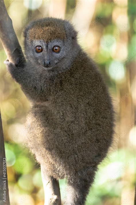 Africa Madagascar Andasibe Lemur Island A Grey Bamboo Lemur Sitting
