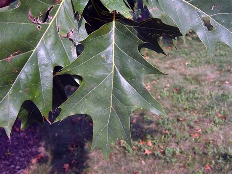 Oak Tree Leaves Plant Kosplan