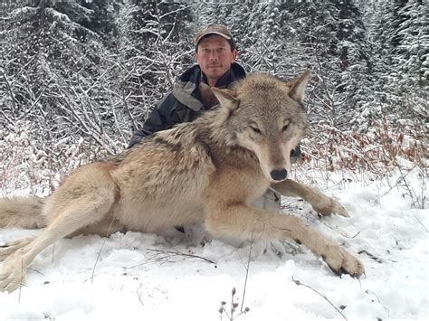 Hunters Being Offered Up To 2500 To Cull Idaho Wolf Population
