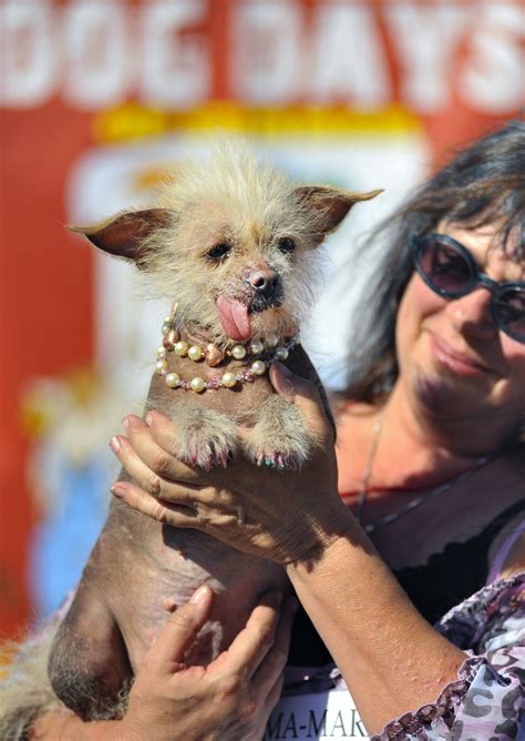 Worlds Ugliest Dogs News In Images Emirates247