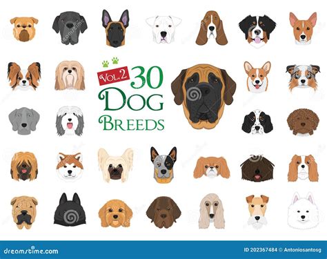 30 Different Dog Breeds In Cartoon Style Stock Vector Illustration Of