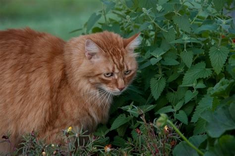 Apr 28, 2021 · some of them happen to also be birth month flowers, so you could also look at your pet's birthday for assistance. Cat friendly plants - how to keep your home pet safe?