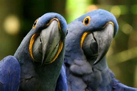 Pictures of Animals That Live In a Jungle [Slideshow]