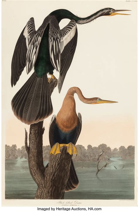 John James Audubon Paintings for Sale | Value Guide | Heritage Auctions