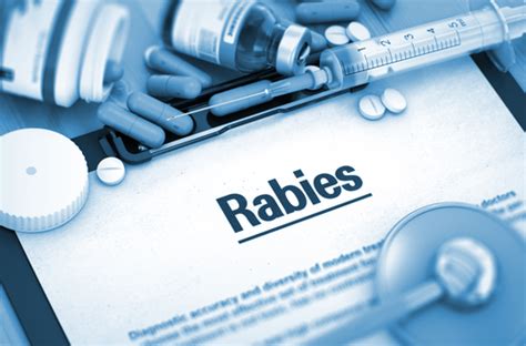 Who Includes Shimla Doctors Protocol In New Guidelines On Rabies Proph