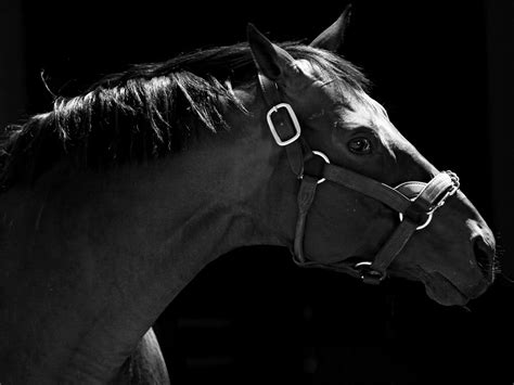 Maybe you would like to learn more about one of these? horse pictures black - HD Desktop Wallpapers | 4k HD