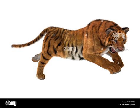 3d Rendering Of A Big Cat Tiger Jumping Isolated On White Background