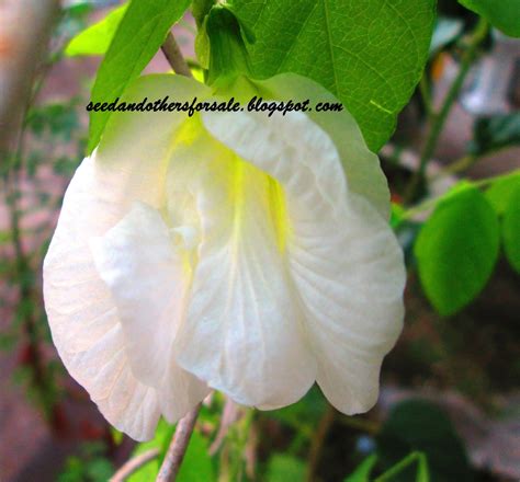 cucubulat: Bunga telang berlapis pula..