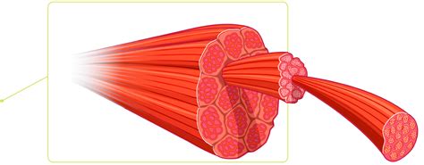 Muscle Fibers | Muscle Fiber Types | DK Find Out
