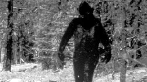 Bigfoot Hunters Flock To Washington For First International Conference Cbc News