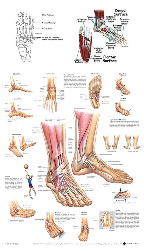 Foot Anatomy Bottom Image Cjjo 960×1668 Ankle Anatomy Foot