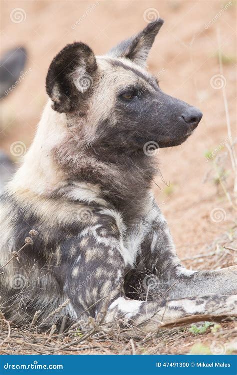Portretfoto Van Afrikaanse Wilde Hond Stock Foto Image Of Afrika