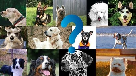 What Are The Best Dog Breeds For Me Try This Quiz Toys And More For