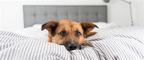 So lange es die tiere gewöhnt sind (kein dauerbellen, jammern, türkratzen u.ä.) dürfen sie gern alleine im appartement bleiben. Tiere im Bett sind eine Gefahr für Deine Gesundheit | RPR1.