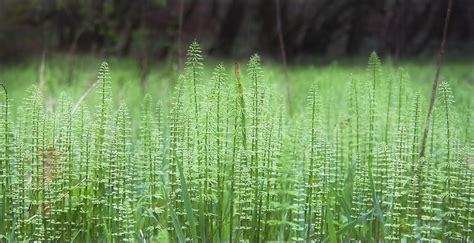 Saw palmetto berry fights hair loss by preventing the formation of dht in the body. Research on Horsetail for Hair Growth: DrUGro Hair Products