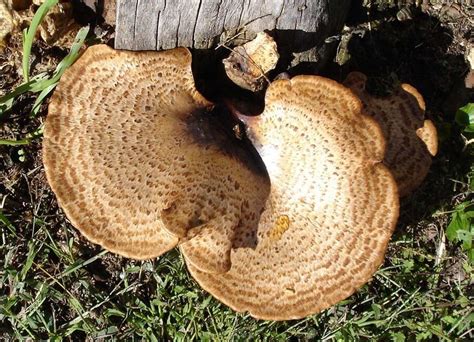 Polyporus Squamosus 1 Midwest American Mycological