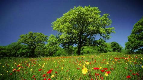🔥 70 Colorful Nature Wallpapers Wallpapersafari