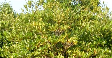 Cahaya cuba kuatkan diri demi kehidupan dan kematian yang sempurna sebagai seorang hamba allah… cahaya masih mencari cahaya… KEHUTANAN: Dampak kerusakan hutan mangrove terhadap kehidupan