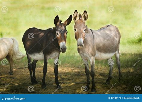 Dos Donkeys Stock Photo Image Of Friends Farm Couple 43944178