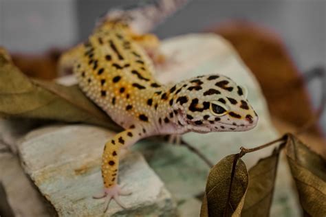 A Beginner S Guide To Owning Caring For A Leopard Gecko PetHelpful
