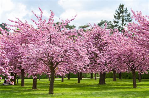 Vancouver S Massive Cherry Blossom Festival Returns April 2020 Sell With Aileen Noguer Group