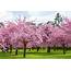 Vancouvers Massive Cherry Blossom Festival Returns April 2020  Sell