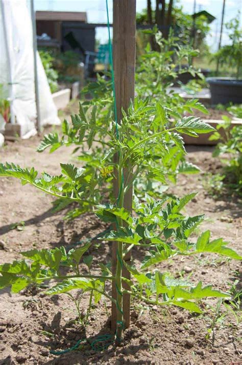 How To String Train Tomatoes New Way To Stake Tomatoes