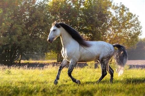 5 Horse Breeds Who Stand Amongst The Oldest Breeds In The