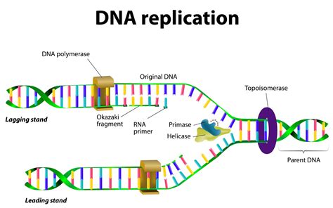 Dna Structure And Dna Replication Biology Online Tutorial