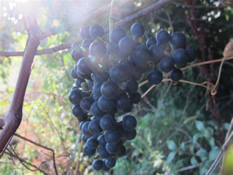 Wild grapes are safe for human consumption and are often used in jellies, jams, or picking right off of the vine. Wild Grape Jelly: Practicing an important homesteading ...
