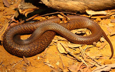 澳大利亚十大最毒的蛇 猫头鹰 118bet金博宝