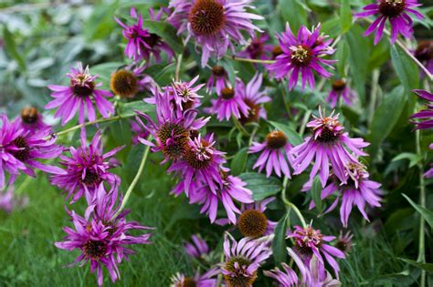 Purple Coneflower Clippix Etc Educational Photos For Students And