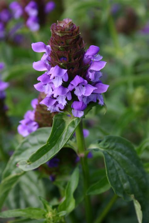 Bearing a color that has long been a symbol of royalty, purple flowers also suggest richness and elegance. West Cascade Wildflower Economy Mix - Oregon Wholesale ...