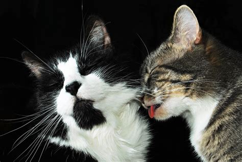 Pucker Up For The Kissing Booth Kittens Whiskers