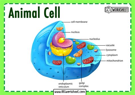 Picture Of An Animal Cell With Labels Coo Worksheets
